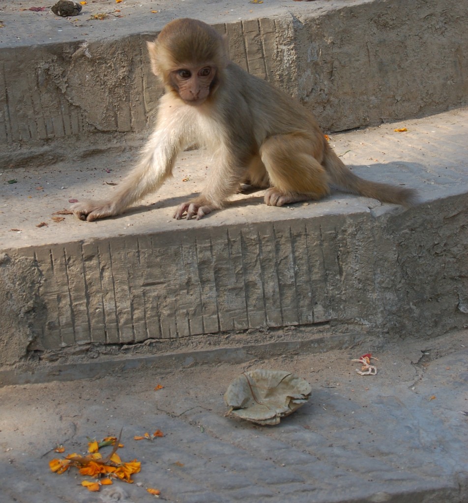 monkey temple (2)