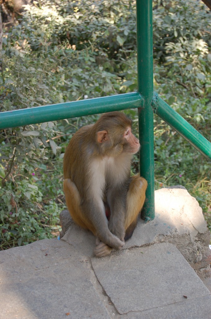 monkey temple (20)