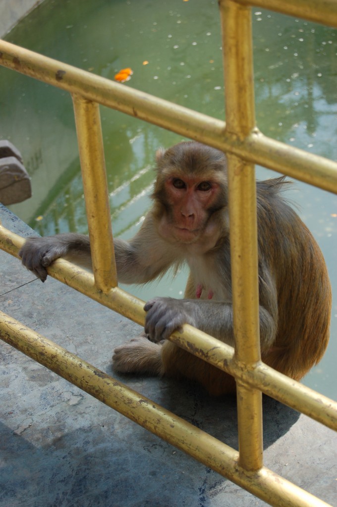 monkey temple (26)