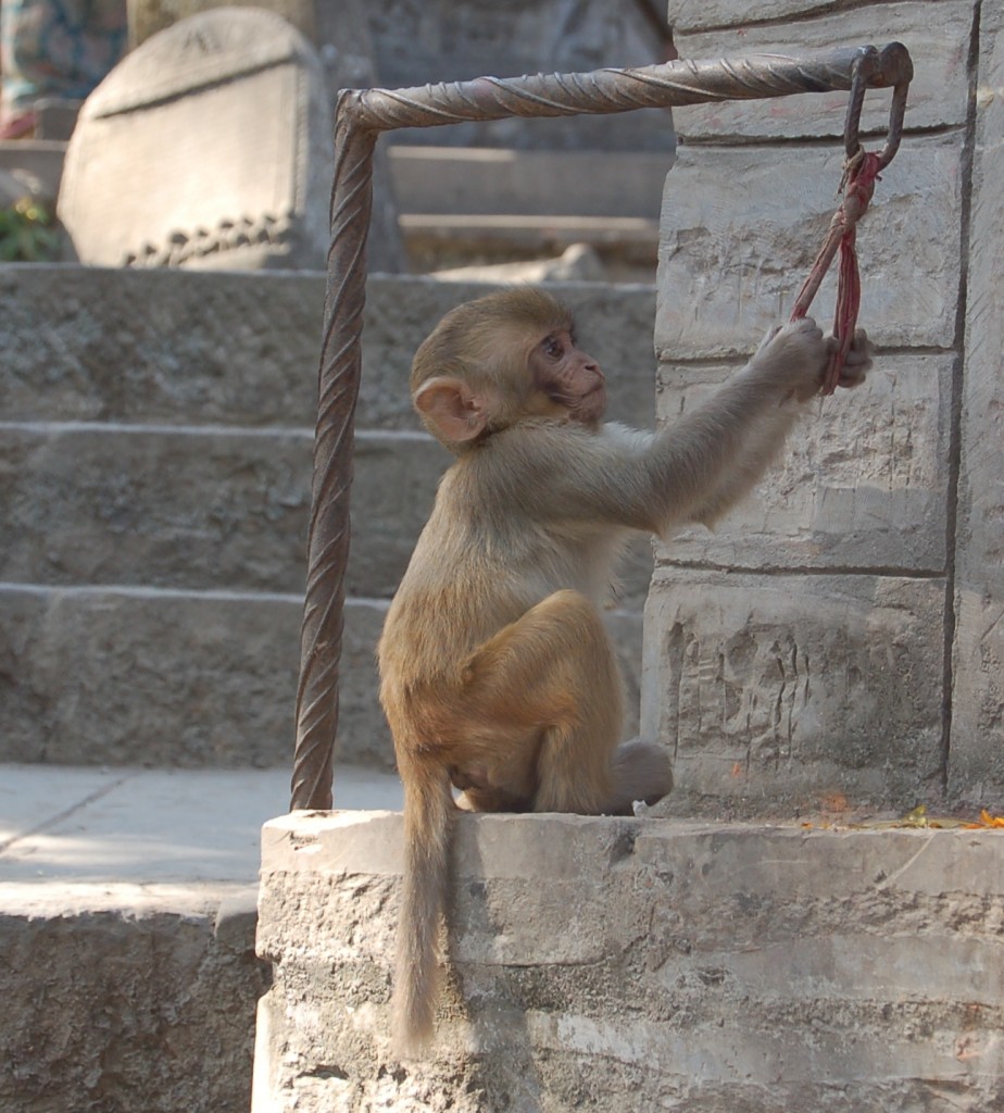 monkey temple (4)