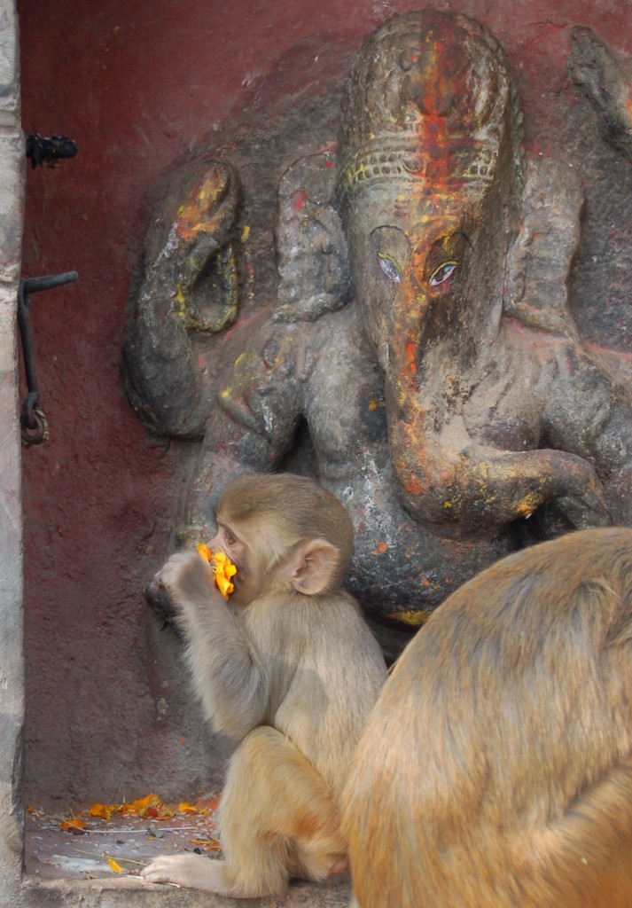 monkey temple (5)