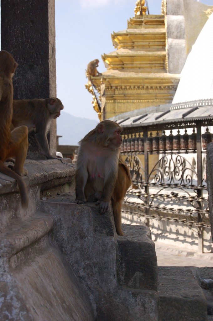 monkey temple (59)