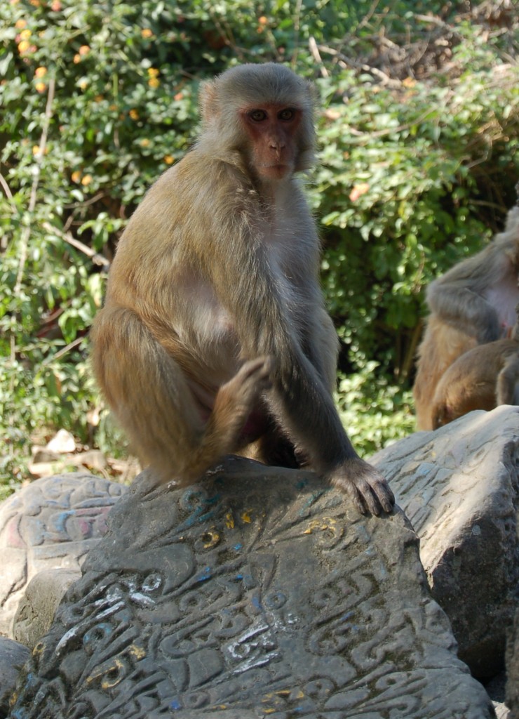 monkey temple (90)