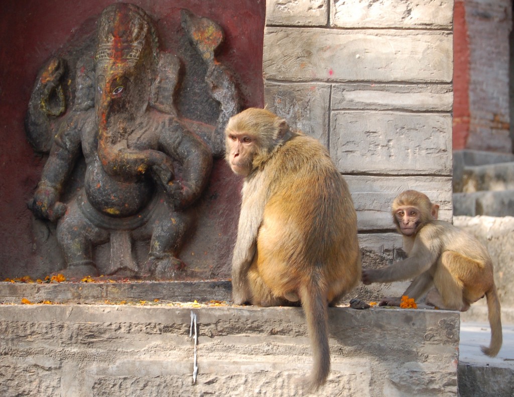 monkey temple (92)