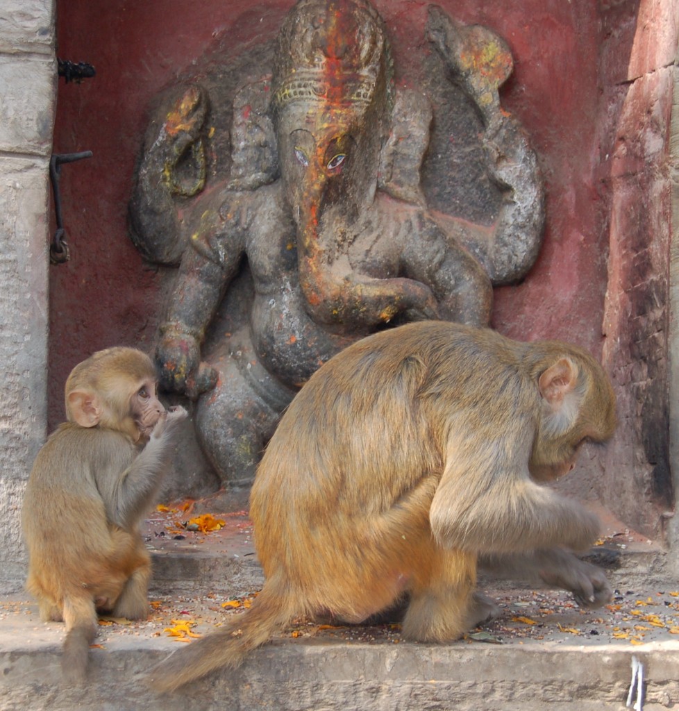 monkey temple (93)